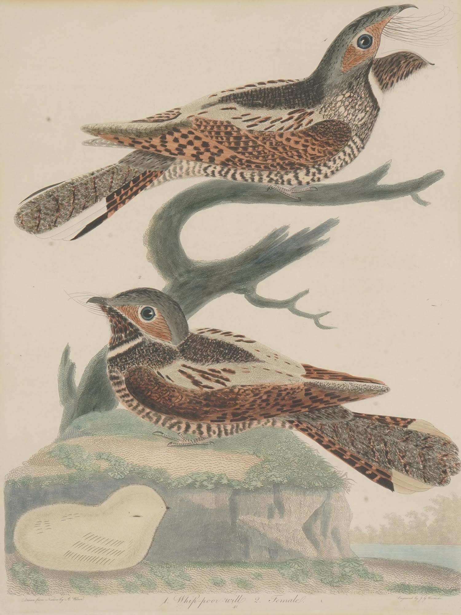 FOUR COLOR LITHOGRAPHS BIRDS BY ALEXANDER LAWSON PIC-3